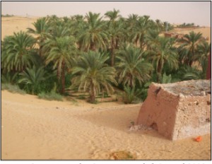 منظر من واحة طالمين