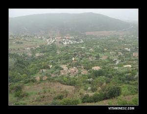 أشجار العنب بضواحي مليانة