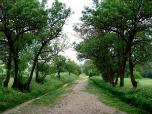 مسلك جبلي بضواحي عين روة