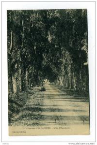 طريق البلدية من مقهى فيلالي إلى رحس العنصر كله àشجار كاليتوس