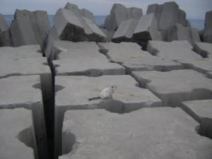 Construction du Nouveau Front de Mer à Alger