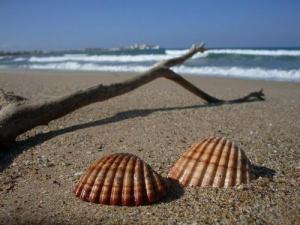 Coquillages sur la Plage Moretti (Commune de Staoueli)