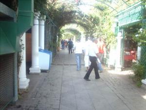 Un quartier ombragé à Alger
