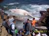 Baleine échouée à Ain Taya (Alger)
