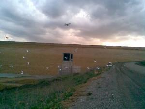 Champ de céréales aux alentours d'Alger