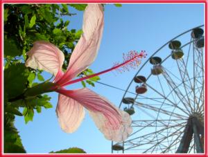 La grande roue au parc d'Attraction d'Alger