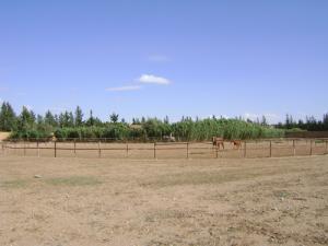 Elevage de Chevaux à Djelfa