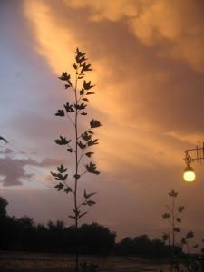 Coucher du Soleil sur Djelfa