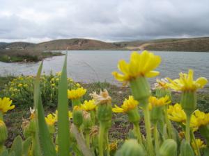 Barrage de Charef (Wilaya de Djelfa)