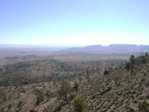Déforestation à Djelfa
