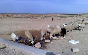 Abreuvement du Cheptel dans la périphérie de Djelfa
