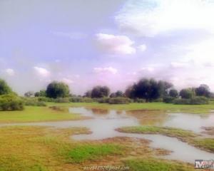 paysage de Dhaya Zerka (Commune de Messad/ Wilaya de Djelfa)