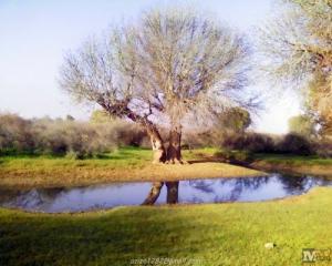 Daya Azzarga (Commune de Messaad/ Wilaya de Djelfa)
