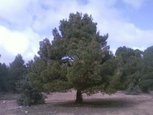 Forêts de la région de Taghrassene (Wilaya de Djelfa)