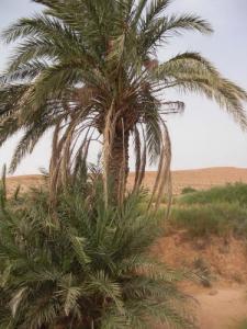 Palmier solitaire à Oued Es saboune (Commune de  Deldoul/ Wilaya de Djelfa)