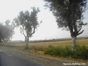 منظر من حقول بلدية بورقيقة