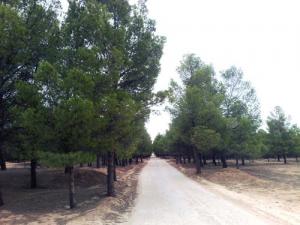 Reboisement de la forêt de Aassila à Djelfa
