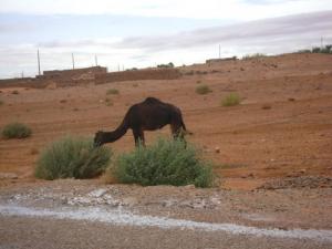 Un Dromadaire de Guettara