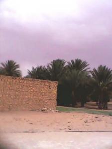 Oasis dans la commune de Guettara