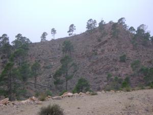 Déforestation à Djelfa