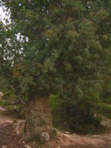 Un arbre Centenaire aux alentours de Djelfa