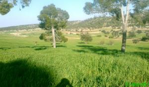 Champ agricole dans la commune de Besbassa (Wilaya de Djelfa)
