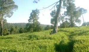 Champ agricole dans la commune de Dar Chioukh (Wilaya de Djelfa)