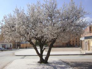 Rue Che Guevara (Abricotier De La ville)