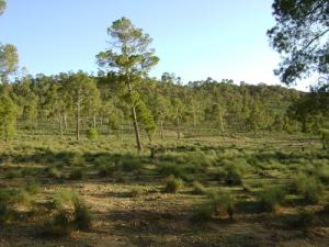 Une forêt aux alentours de Djelfa