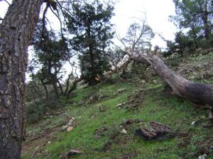 Versant Nord de la forêt de Boumlil (Wilaya de Djelfa)