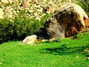 La verdure de Djelfa au Printemps