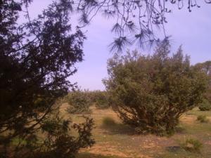 Paysage aux alentours de Djelfa