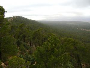Forêt de Boumlil (Wilaya de Djelfa)