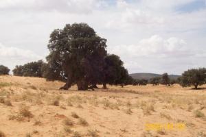 Aux alentours de Djelfa