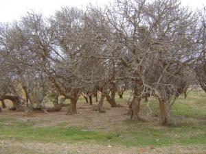 Des arbres en automne à Djelfa