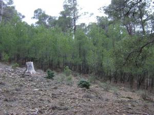 Regeneration de Pin d'Alep dans la forêt de Djelfa