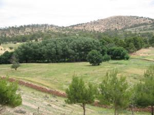 Vue sur la Forêt de Charef