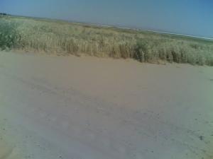 Champ agricole aux alentours de Djelfa