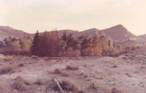 Forêt de Tadmit (Wilaya de Djelfa)