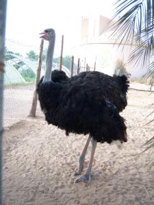 نعامة بحديقة المحافظة على الغابات