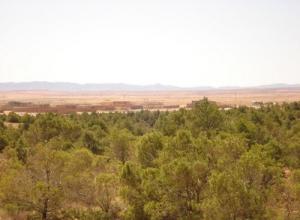 Vue sur la cité Sahbane au delà de la forêt (Wilaya de Djelfa)