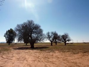Pistachiers de l'Atlas (Wilaya de Djelfa)