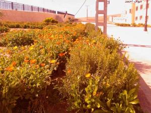 Végétation décorative à Djelfa