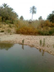 Paysage Semi Saharien (Commune de Selmana)