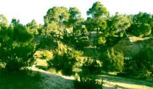 Forêt de Pins d'Alep aux alentours de Djelfa