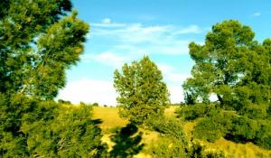 La forêt de Dar Chioukh (Wilaya de Djelfa)