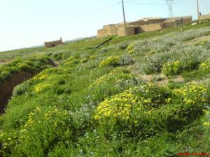 Paysage d'El Bridja (Wilaya de Djelfa)