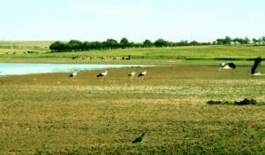 Banc de Cigognes faisant escale au Lac d'El Oguila (Wilaya de Djelfa)