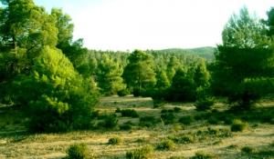 La forêt de Dar Chioukh (Wilaya de Djelfa)