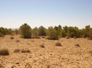 Le Barrage Vert de Douis (Wilaya de Djelfa)